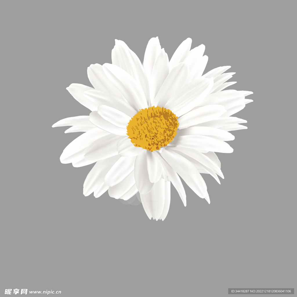 白色小雏菊花卉