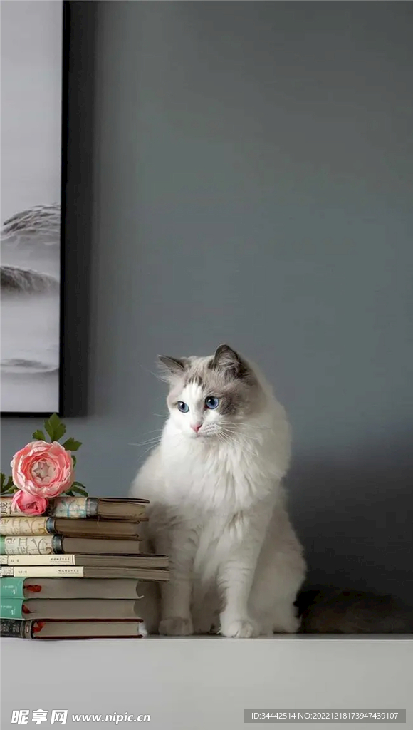 布偶猫