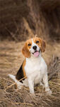 比格犬