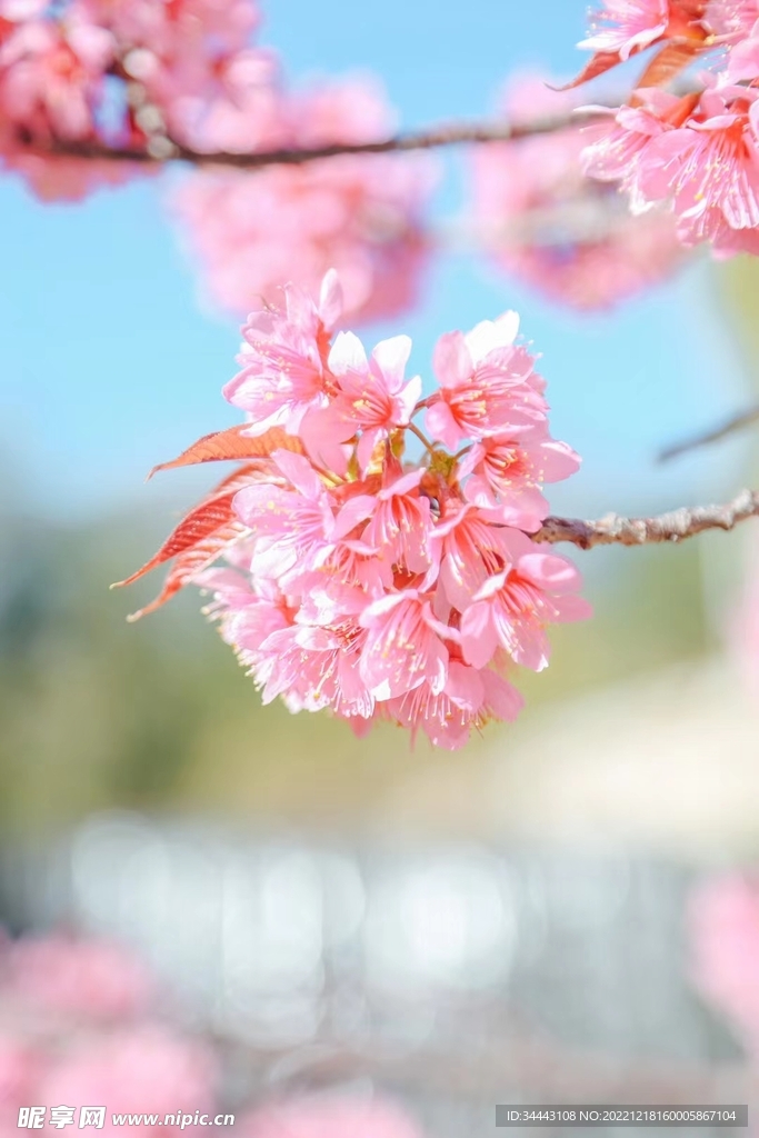 冬日樱花