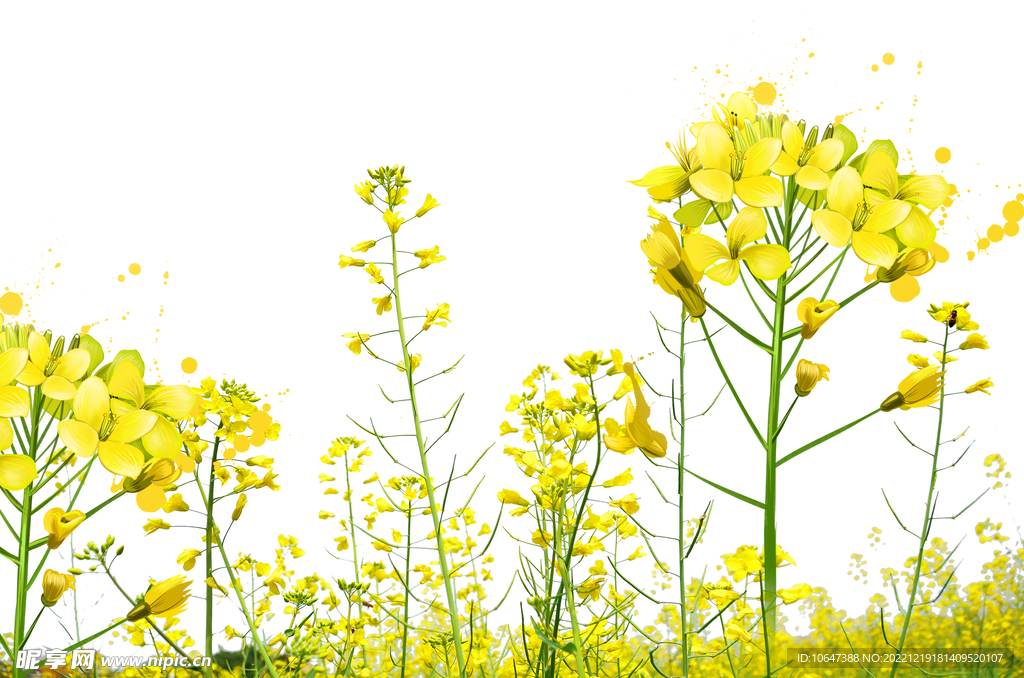 油菜花