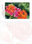明信片