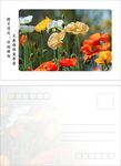 明信片