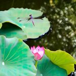 荷花蜻蜓