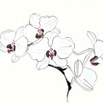 白色小花工笔画
