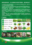 蔬菜培育
