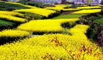 油菜花海