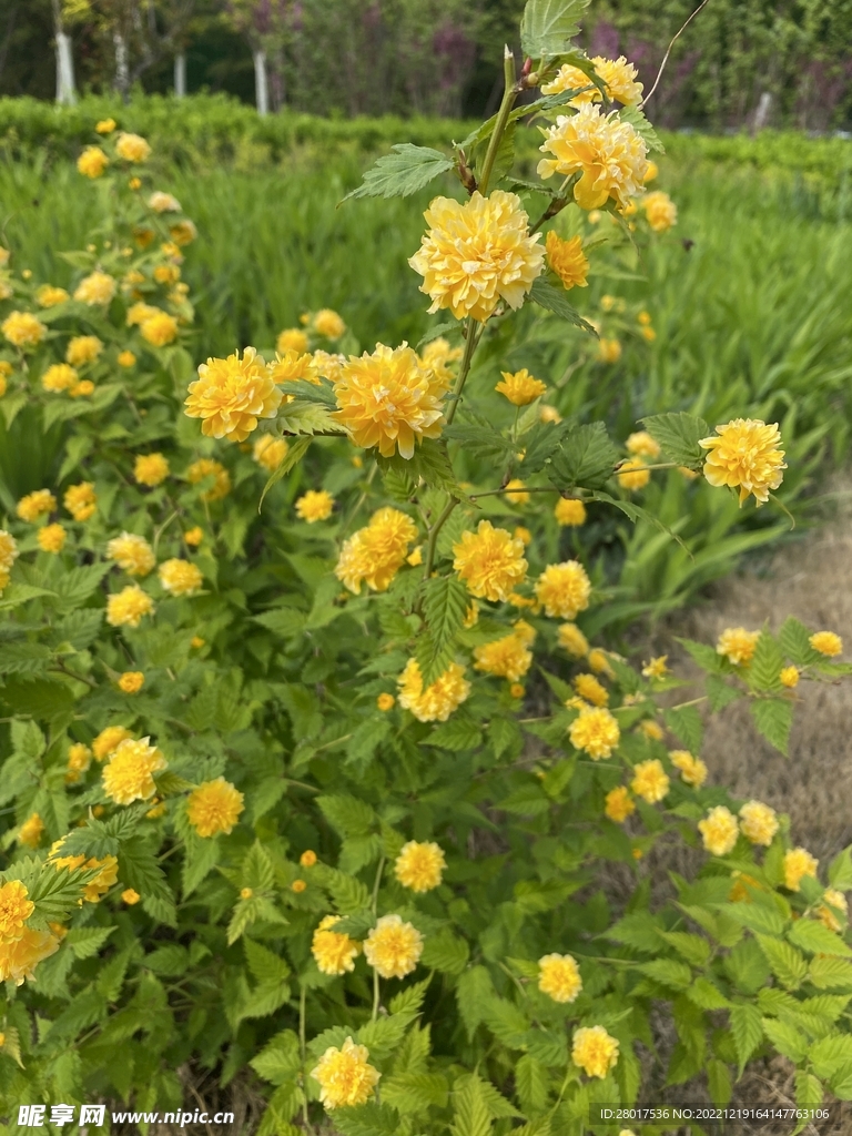 黄色小花