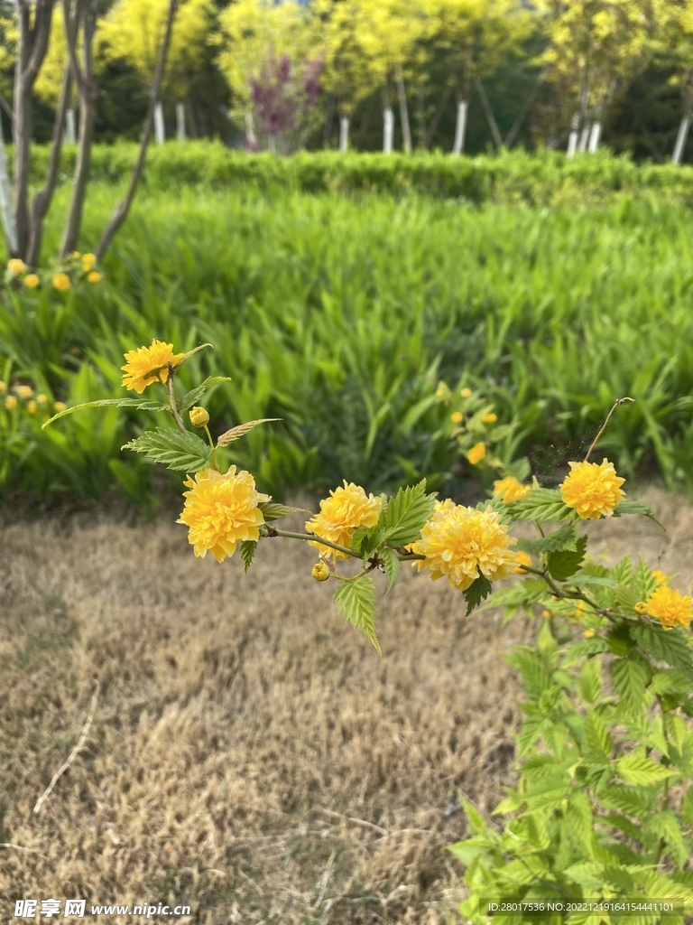 一只小黄花