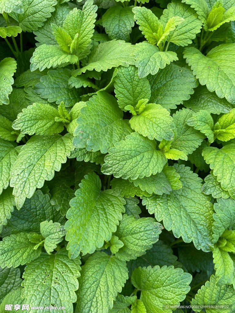 薄荷