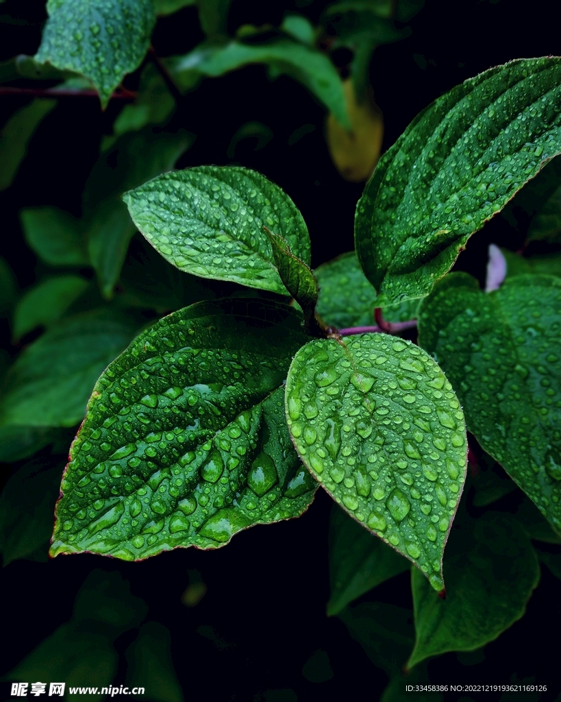 薄荷