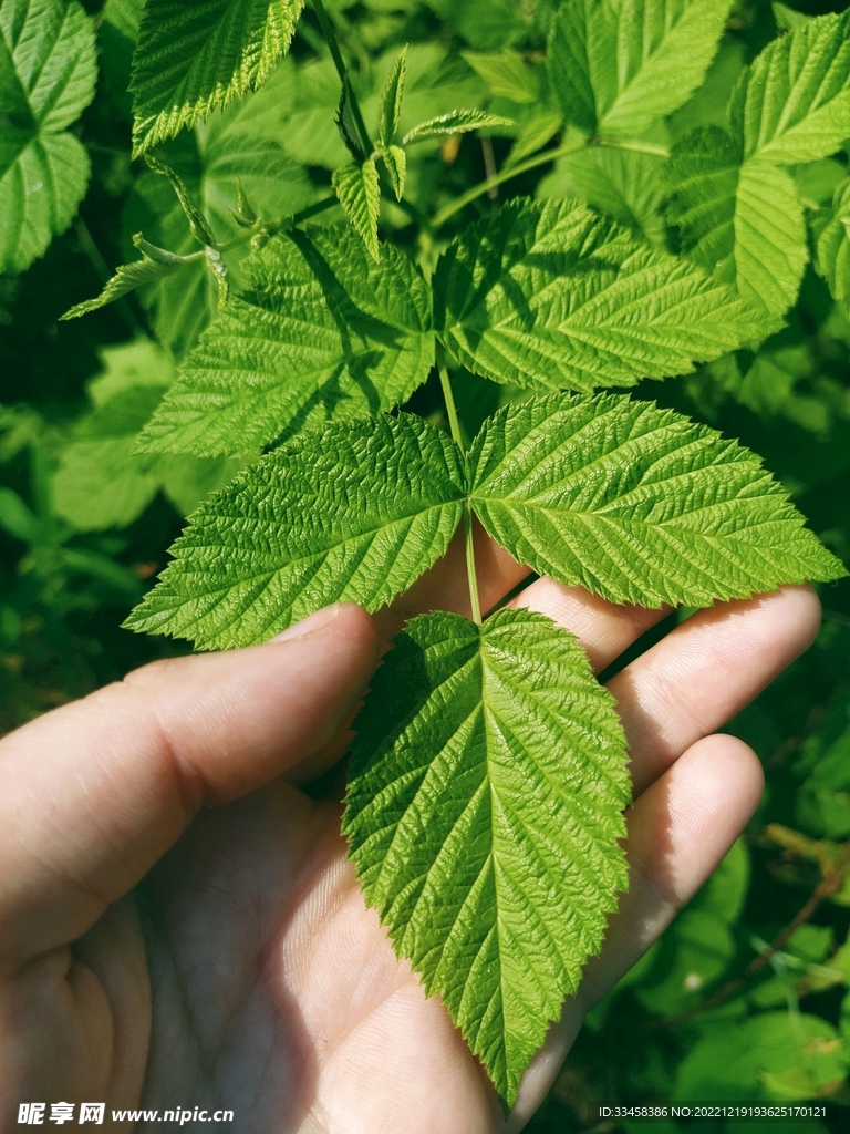 薄荷