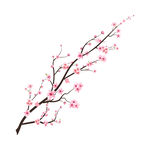 梅花素材