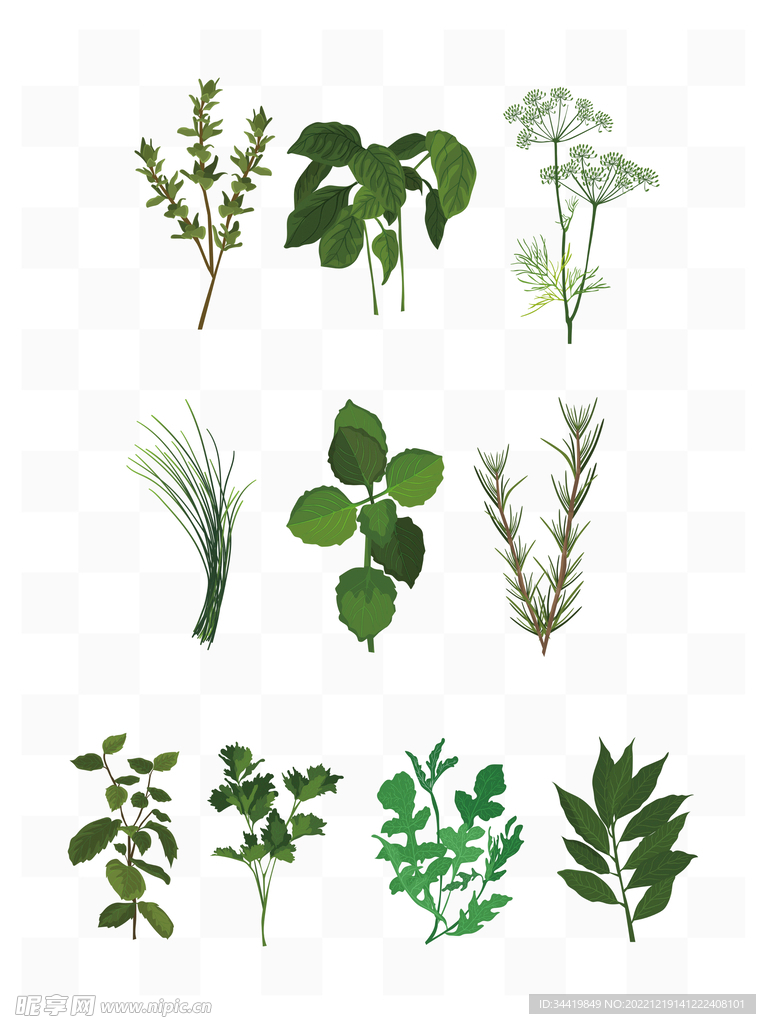 草药叶子
