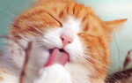 伸舌头舔猫爪的橘猫