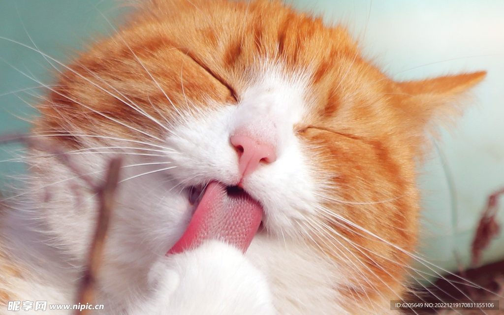 伸舌头舔猫爪的橘猫