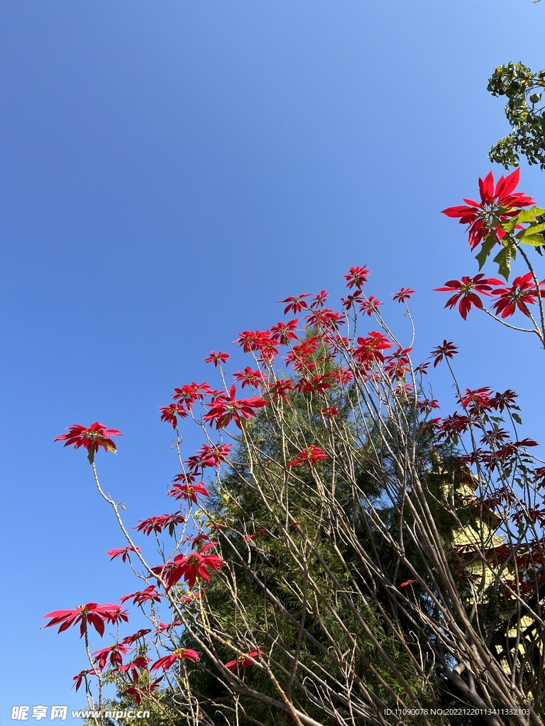 花开枝头