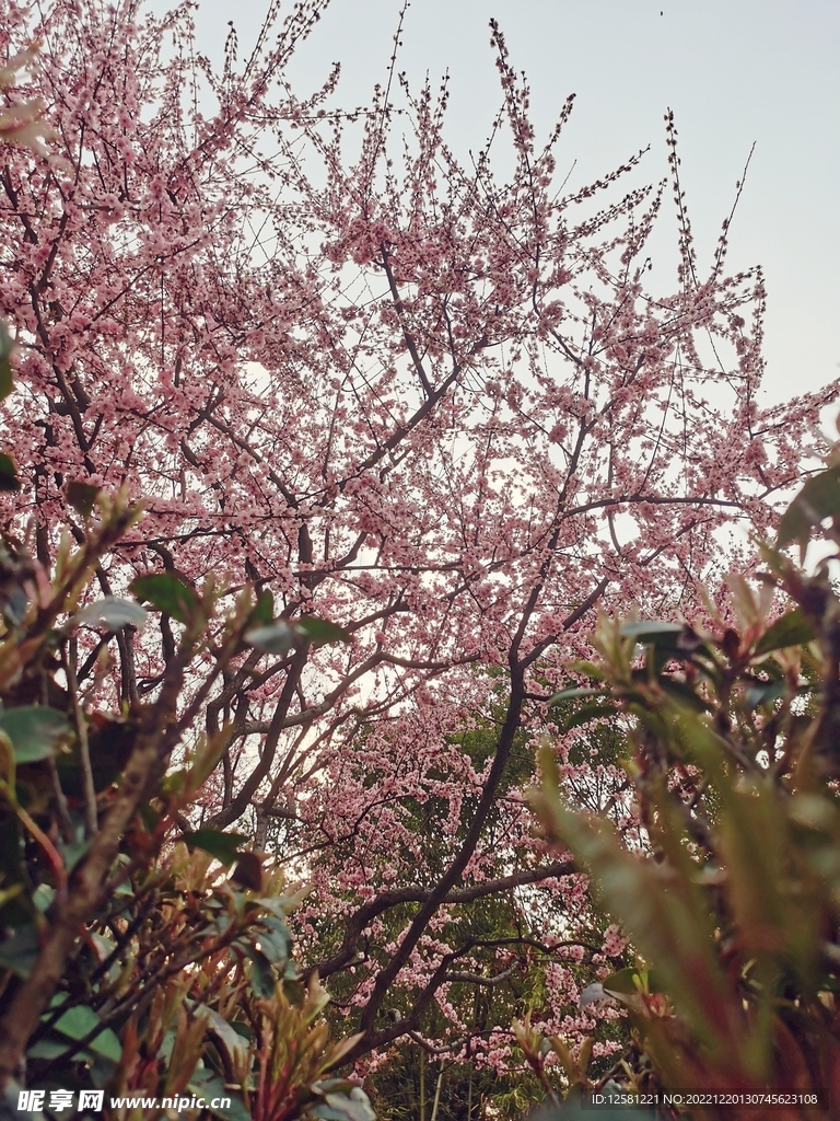 桃花 樱花