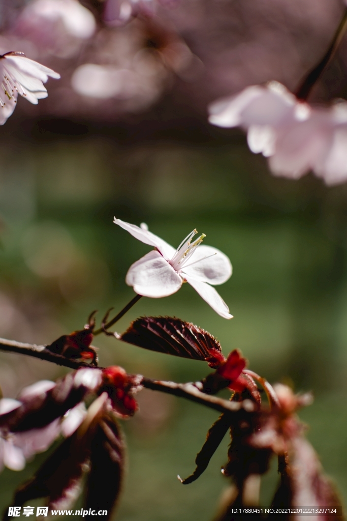桃花
