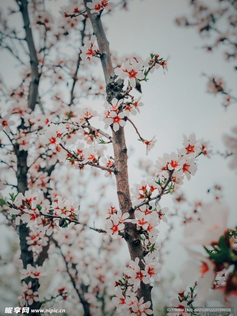 梅花