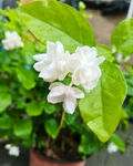 茉莉花