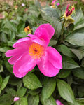 芍药