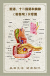 胆道十二指肠和胰结构图