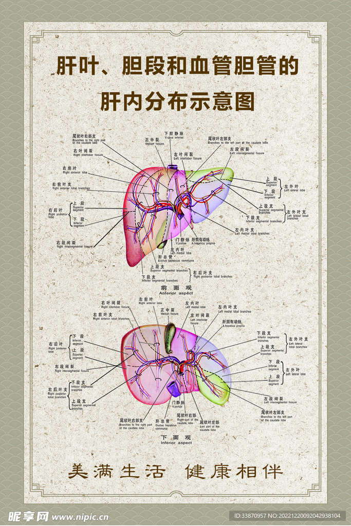 肝叶胆段和血管胆管示意图