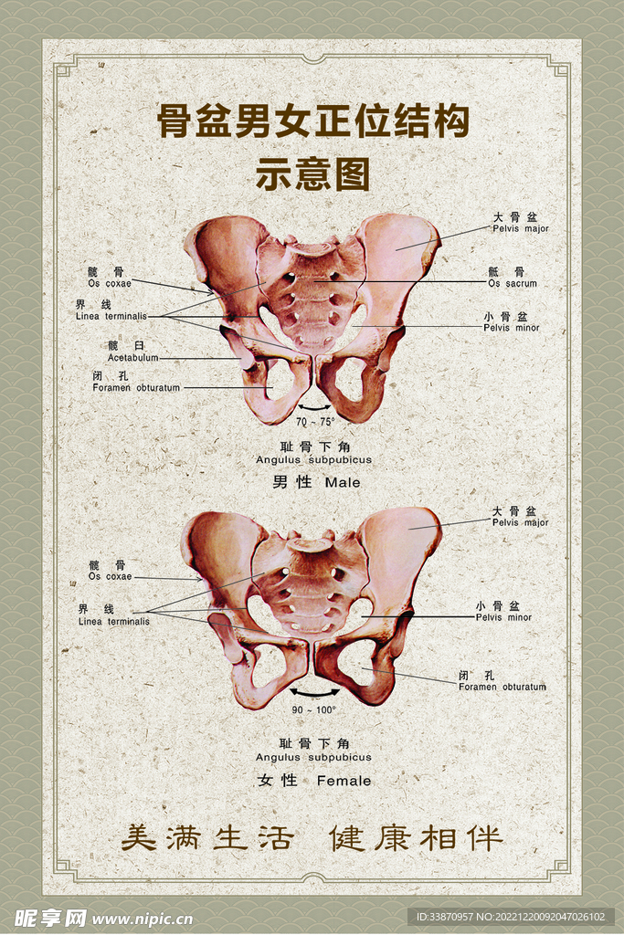 骨盆结构示意图