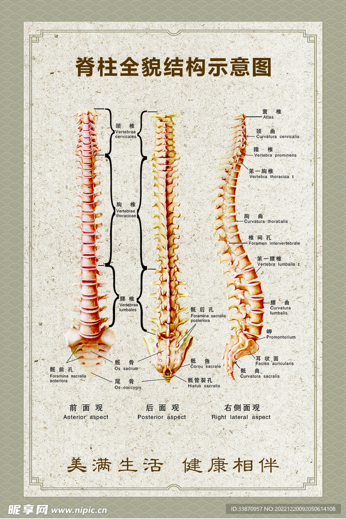 脊柱全貌示意图