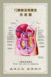 门静脉及其属支结构示意图