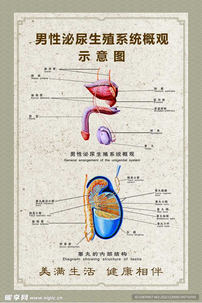 男性泌尿生殖系统示意图