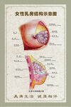 女性乳房结构示意图