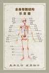 人体骨骼结构示意图