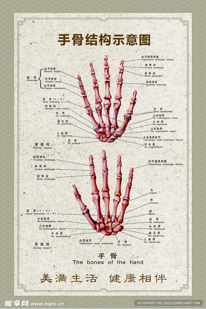 手骨结构示意图