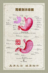 胃解剖结构示意图