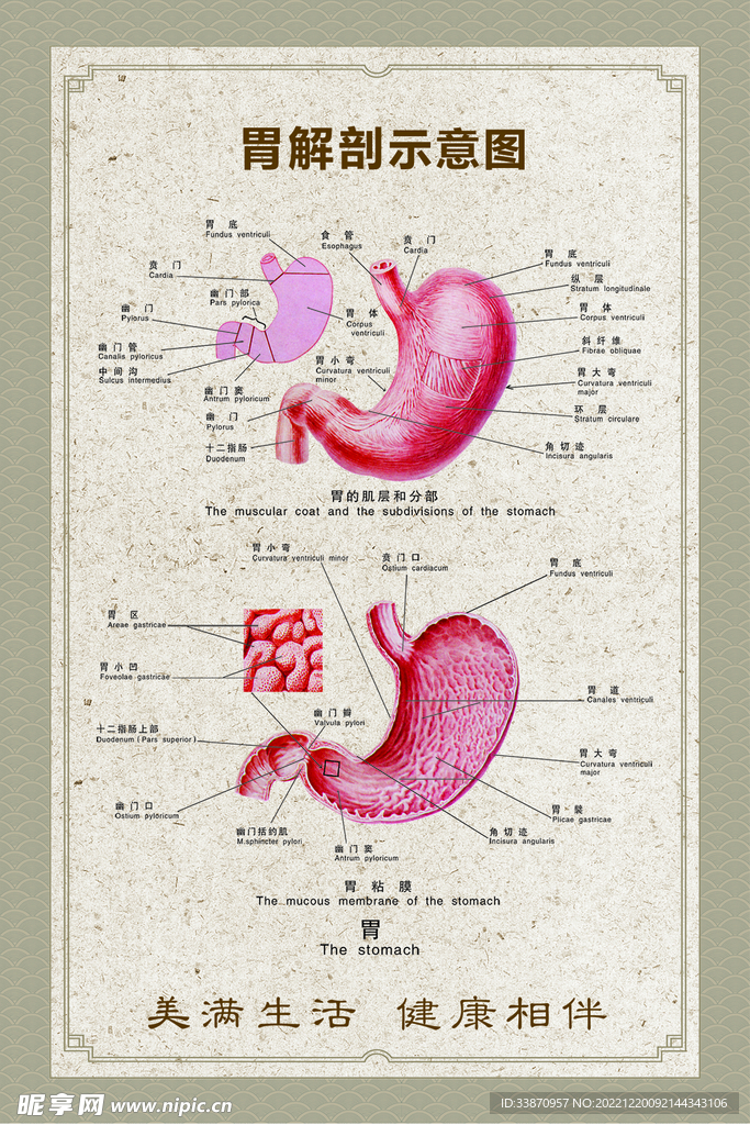 胃解剖结构示意图