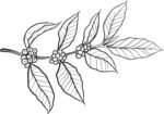 叶子素材