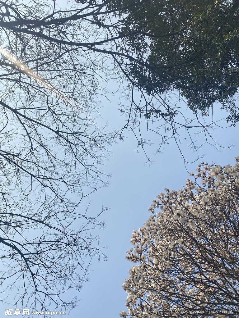 白玉兰