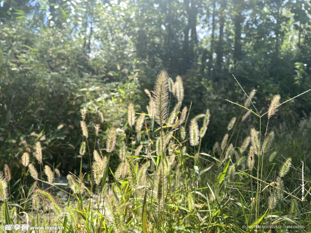 阳光下的狗尾巴草