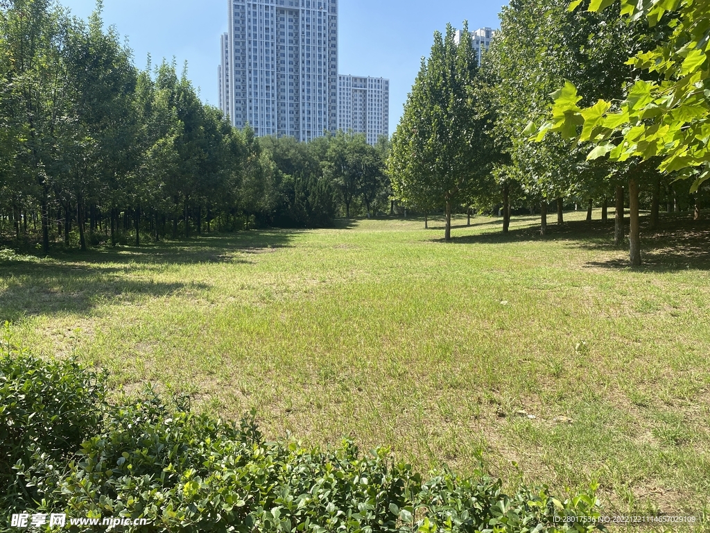 公园的草坪