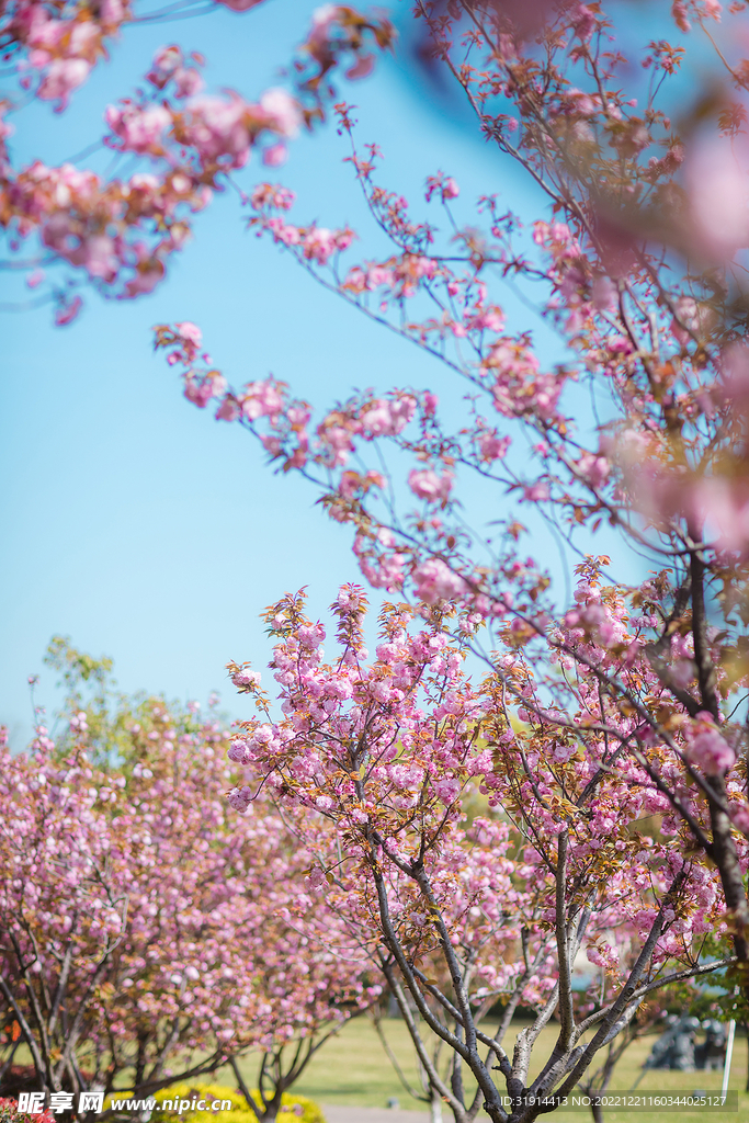 樱花