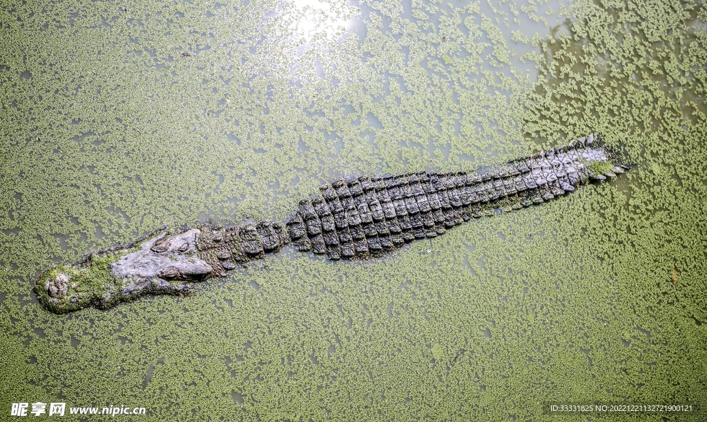 鳄鱼