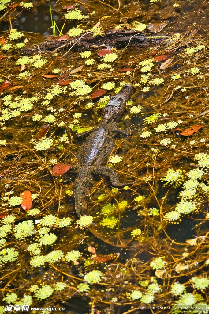 鳄鱼