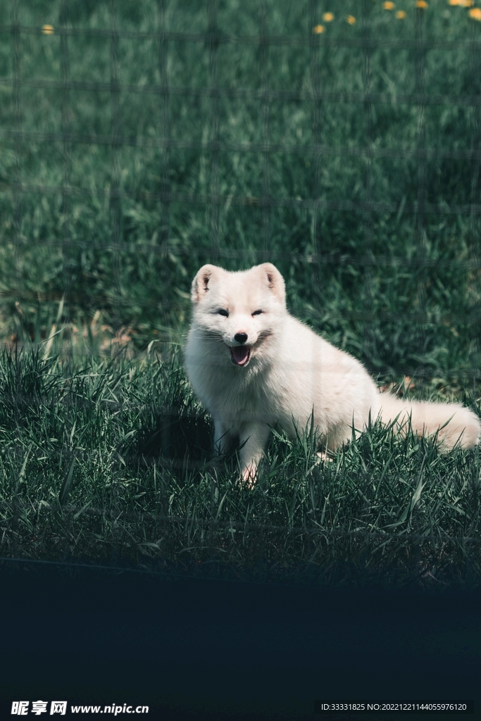 狐狸