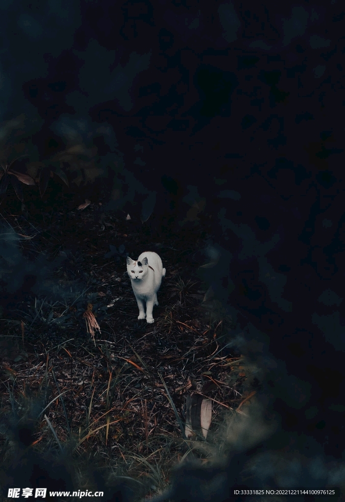 狐狸