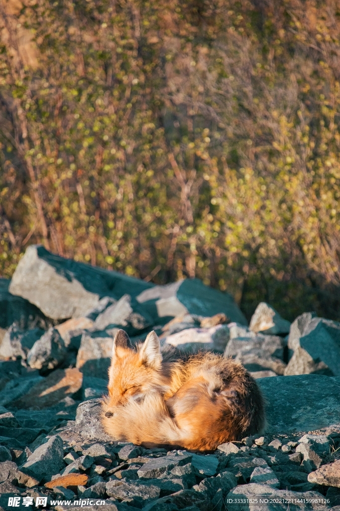 狐狸