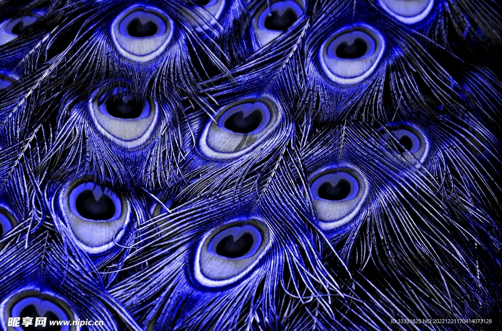 孔雀羽毛