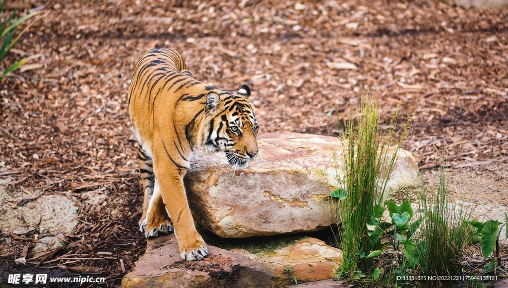 老虎
