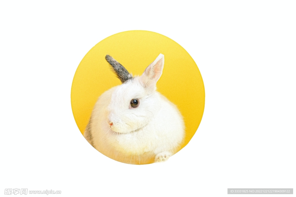 兔子